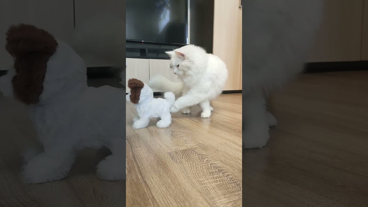 Кот Вито играет с игрушечной собачкой.