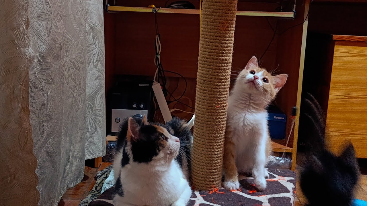 Дикие котята начинают привыкать к общению с человеком.