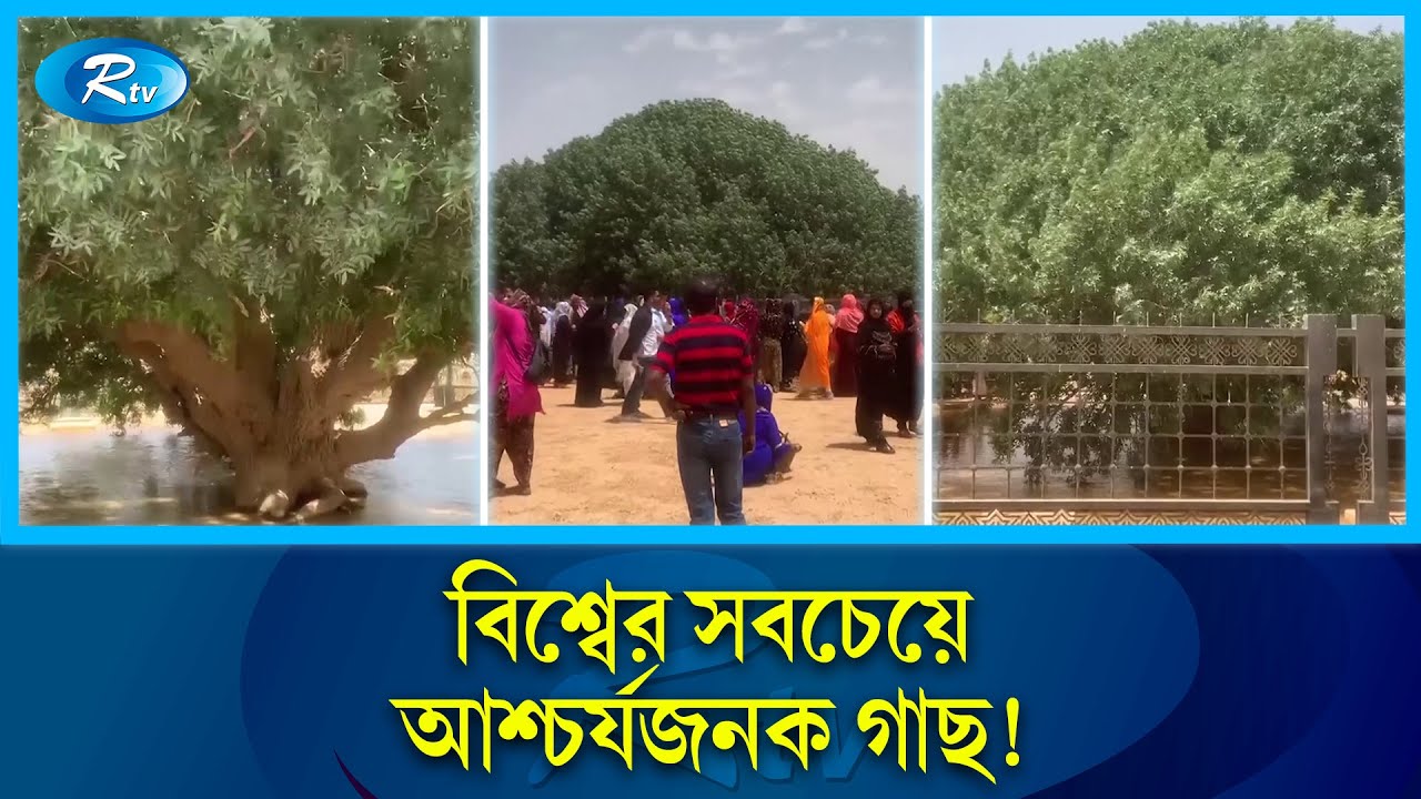 মুহাম্মাদ (সা.) দোয়ায় দেড় হাজার বছর ধরে বেঁচে আছে পবিত্র এই গাছ! | Historical Trees | Rtv News
