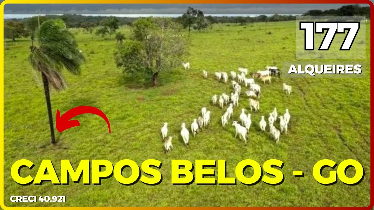 🌱 177 ALQ EM CAMPOS BELOS - FAZENDA À VENDA EM GOIÁS  [🌱DUPLA APTIDÃO🐄] #agro #fazenda #tec2agro