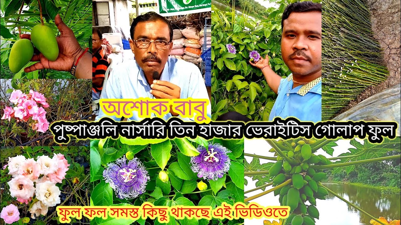 পুষ্পাঞ্জলি নার্সারি, তিন হাজার, ভেরাইটিস গোলাপ ফুল,puspanjali nursery asoke,GREEN DUTU PATA ,🌹🌼🌺🌴🌿🙏
