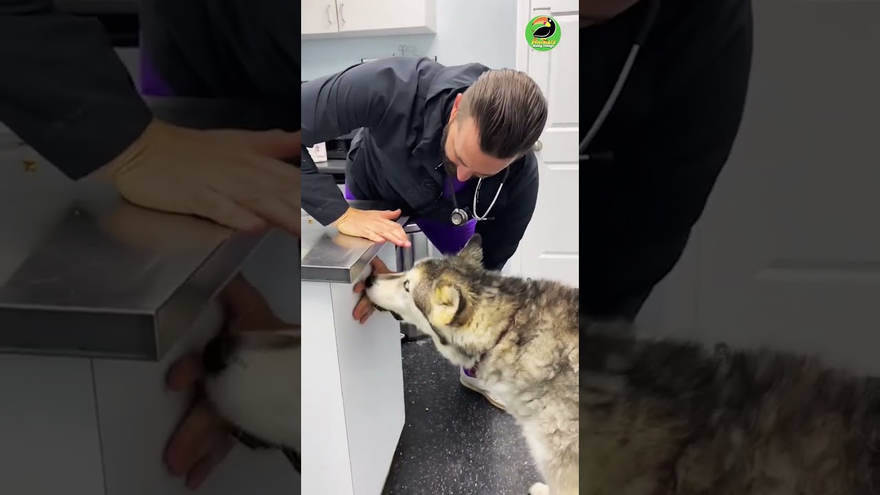 Handsome vet shows how to give dogs painless vaccines!