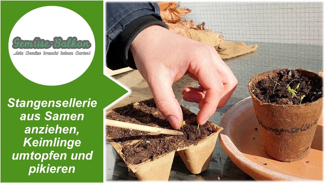 Stangensellerie 🥬 aus Samen anziehen 🌱, Keimlinge umtopfen und pikieren