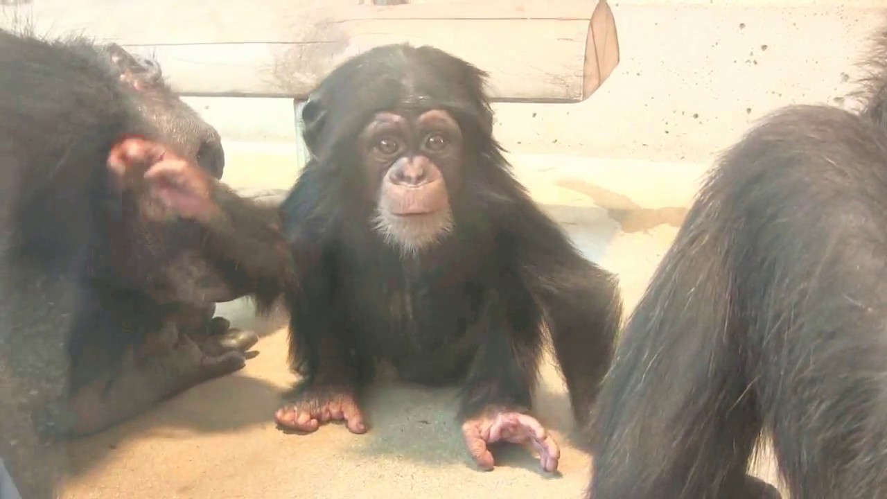 チンパンジー 双子の赤ちゃん 85 Chimpanzee twin baby