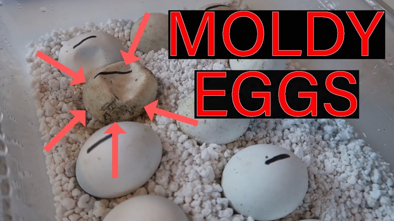 How To Treat Mold On Your Reptile Eggs!