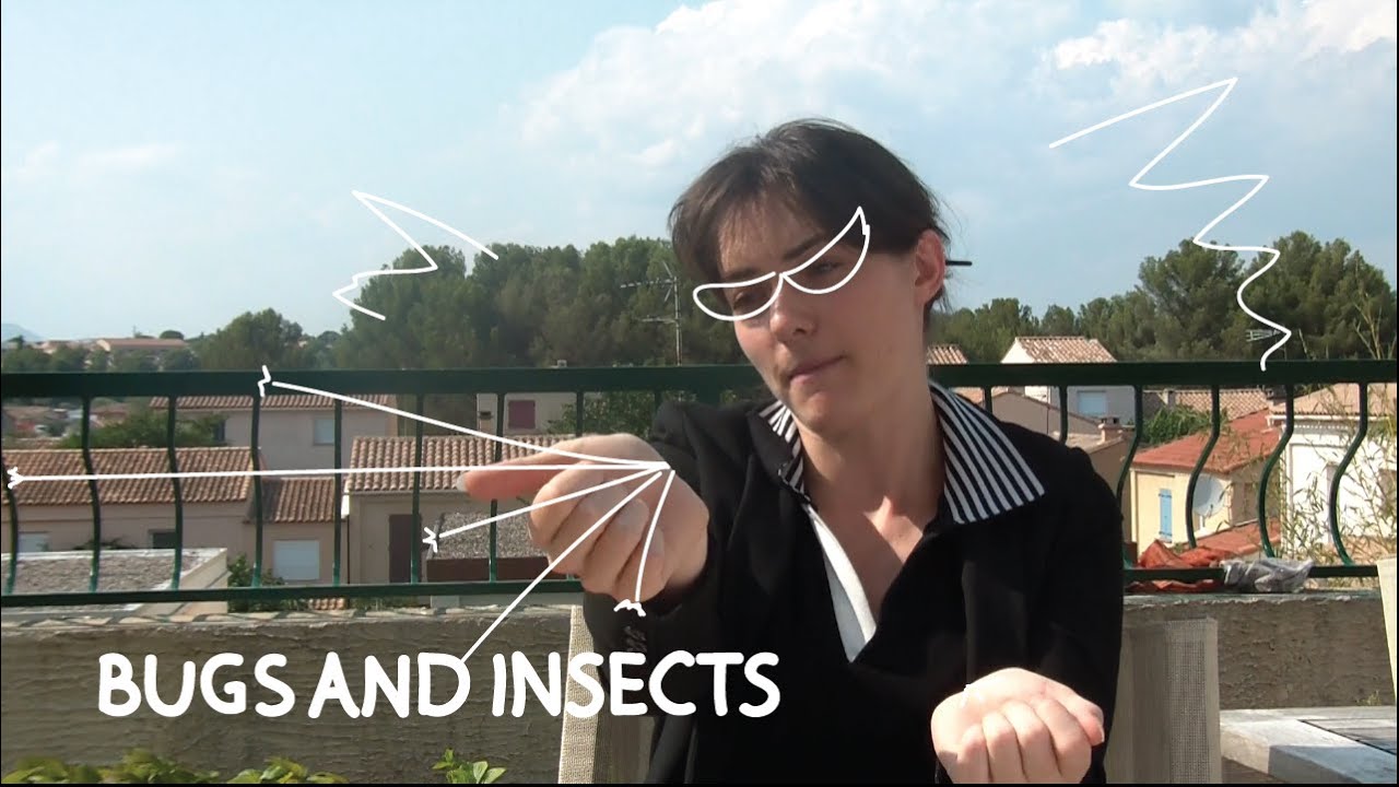 Weekly French Words with Lya - Bugs and Insects
