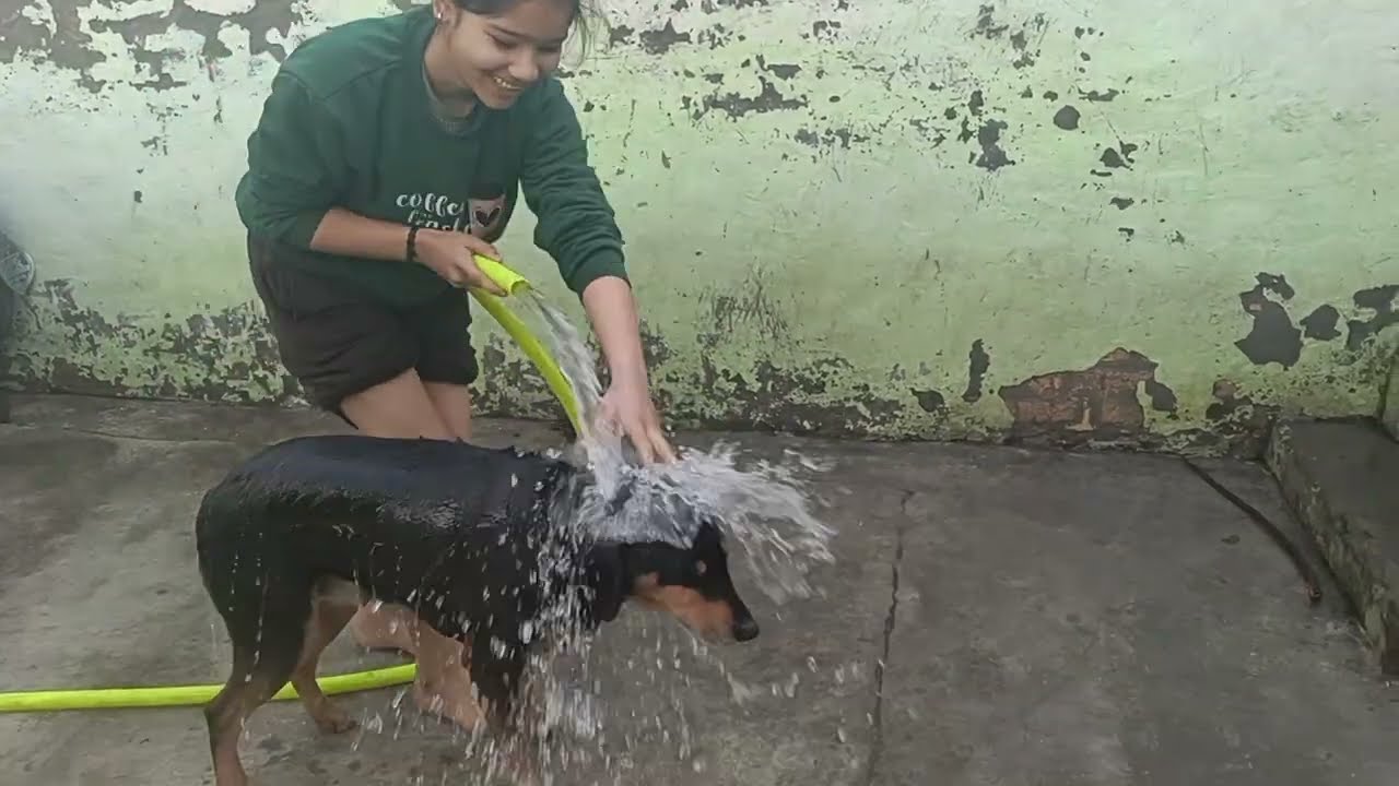 आज दोनों को नहला दिया 💦💦#dogilover 🐕#dogvideos 🐕🐶#petdogs 🐕❤️
