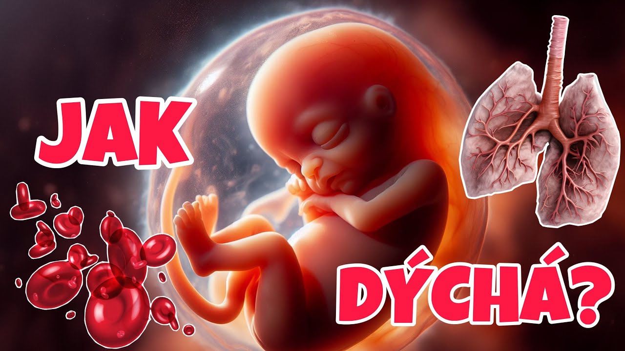 KREVNÍ OBĚH PLODU: JAK DÝCHÁ MIMINKO V TĚLE MATKY? (placenta,zkraty,výměna plynů)