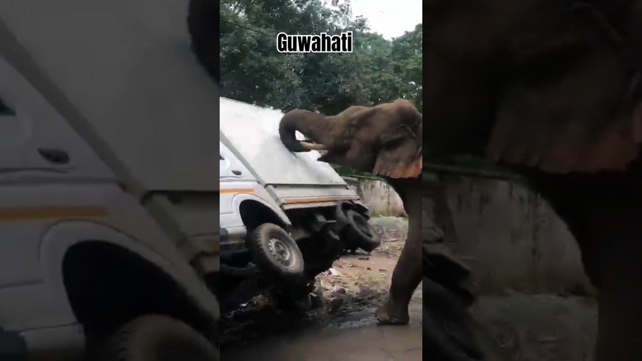 hathi ne gira diye aj gari#youtubesearch#youtubeshorts#newsassam#newsliveguwahati#armycant#ytshorts