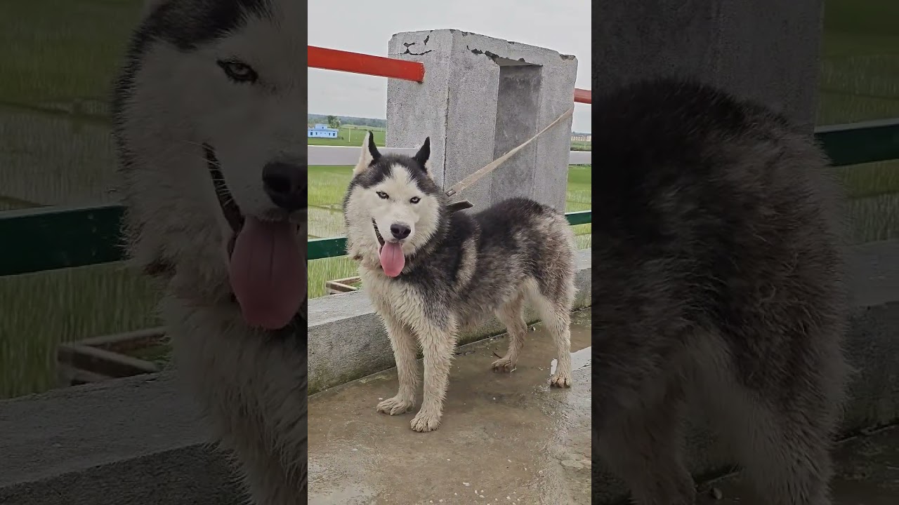 Wooly Code Husky #rocket #trending #viralvideo #cute #youtubeshorts #pets @Love.Brownie_01
