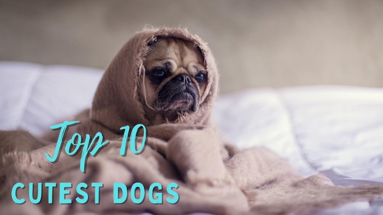 Top 10 Cutest Dog Breeds of 2023