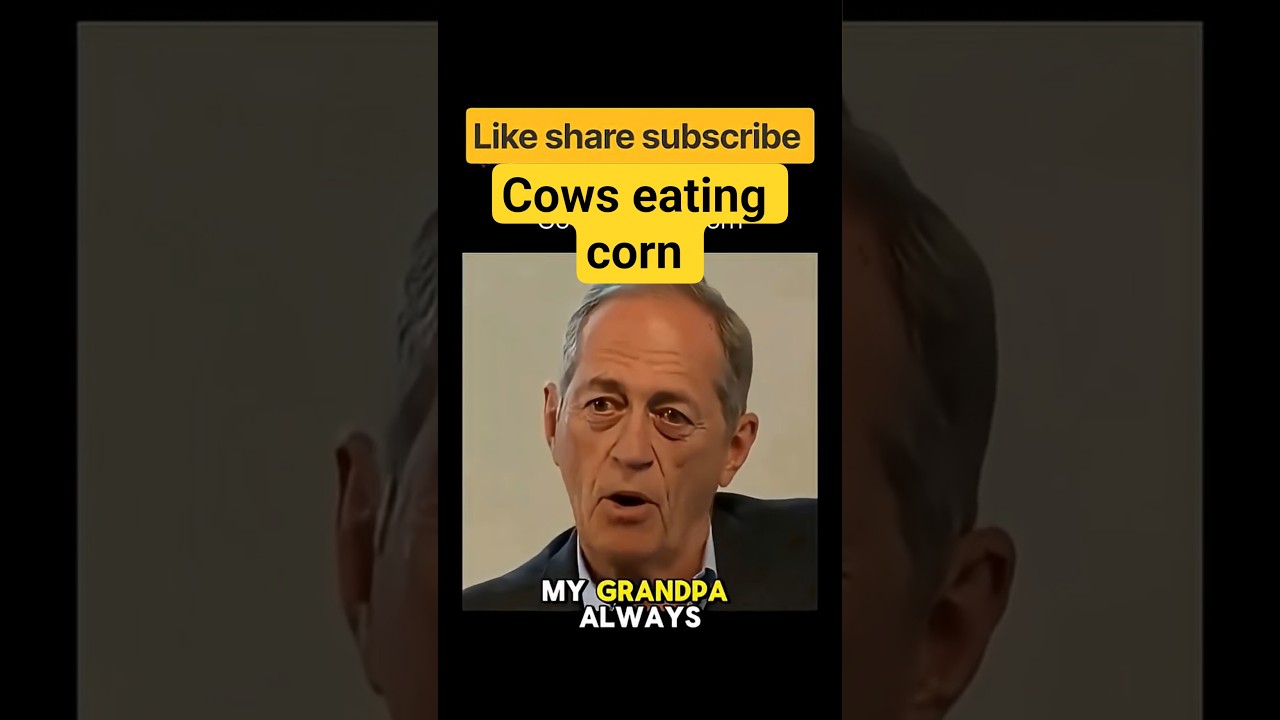 cows Eating corn  #explore