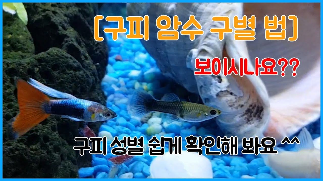 구피 암수 구별법 쉽게 배워보아요~ 구피키우기 - 구피 성별 확인 해볼까? / How to find the gender of a guppy