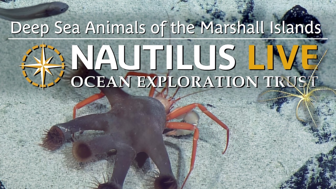 Deep Sea Animals of the Marshall Islands | Nautilus Live