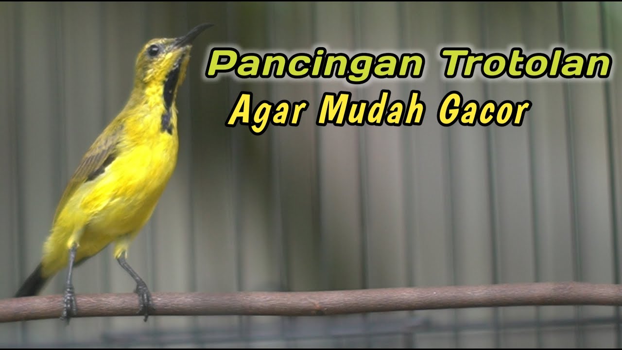 PANCINGAN PENGGACOR SOGON AGAR CEPAT NEMBAK NGKLEPER‼️CUIT CUIT CERR BIKIN SOGONMU RESPON NAIK EMOSI