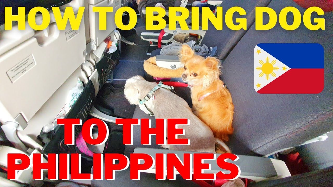 HOW TO BRING YOUR DOG TO THE PHILIPPINES | WHAT TO BRING AND REQUIREMENTS