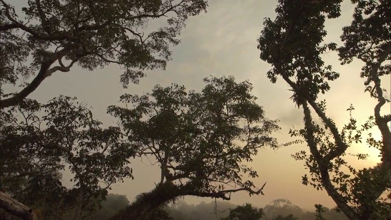Trailer | Dusk Chorus | Nika Saravanja, Alessandro D'Emilia