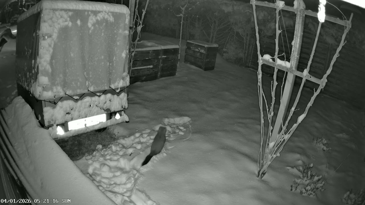 Marder im Schnee
