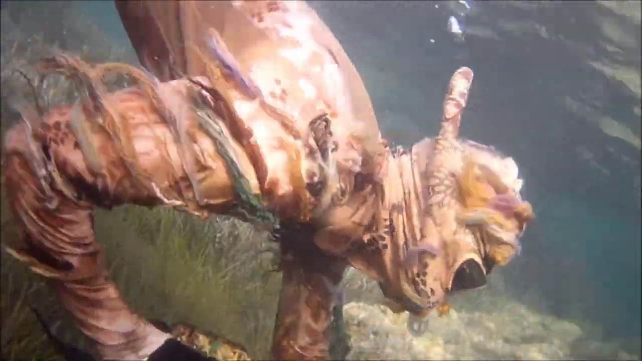 pesca sub  spearfisching tecnica dell aspetto in acqua bassissima mimetismo totale per principianti
