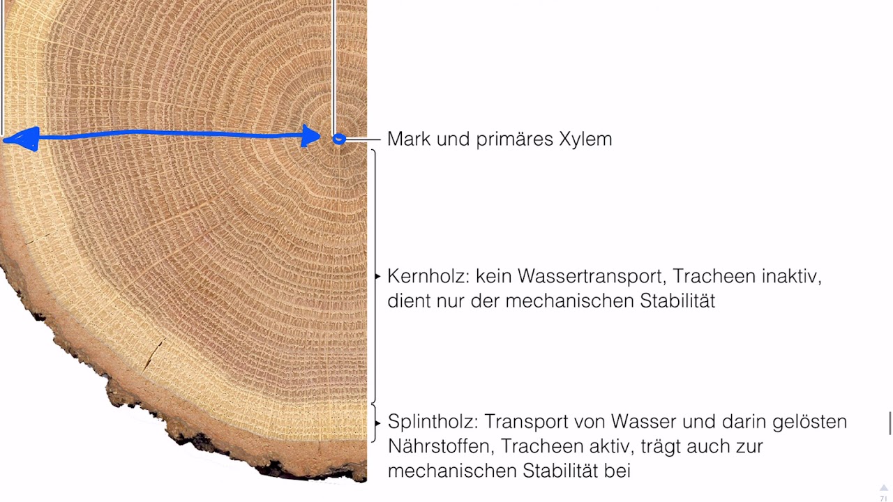 Splint-  und Kernholz