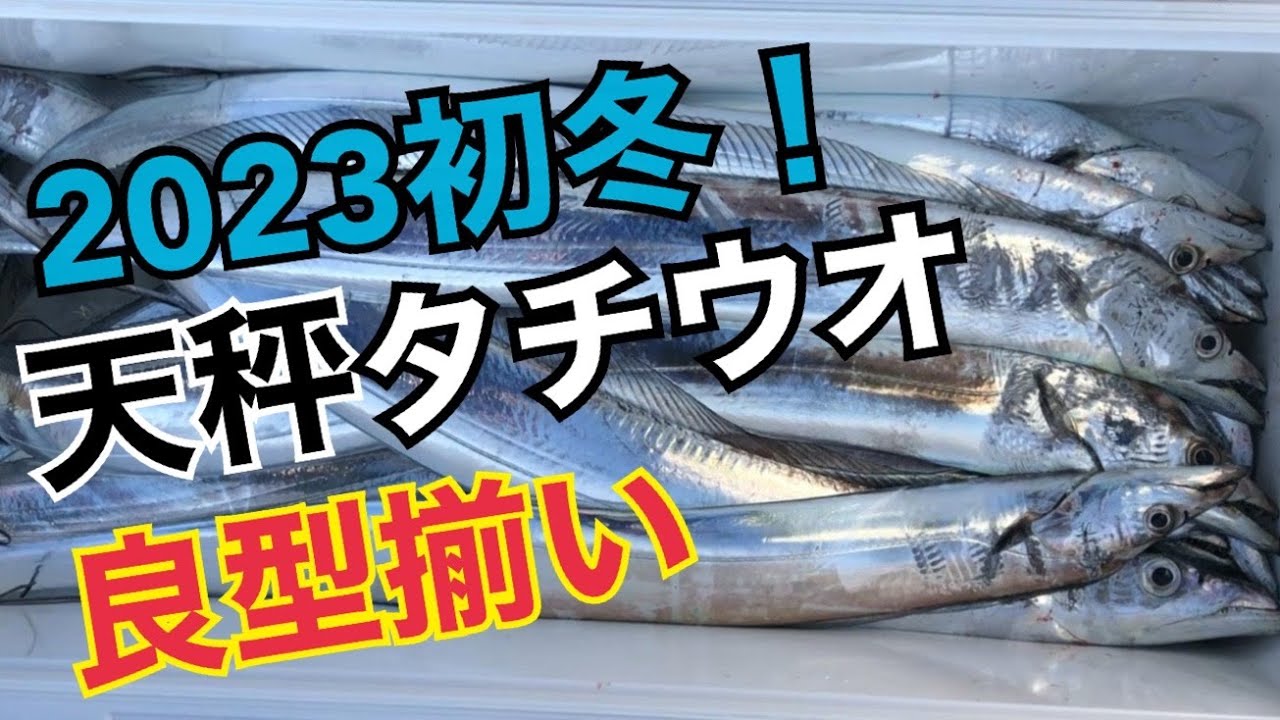 【タチウオ釣り】天秤仕掛けで良型太刀魚を釣りまくる！東京湾！絶品の脂のり！2023.1.9