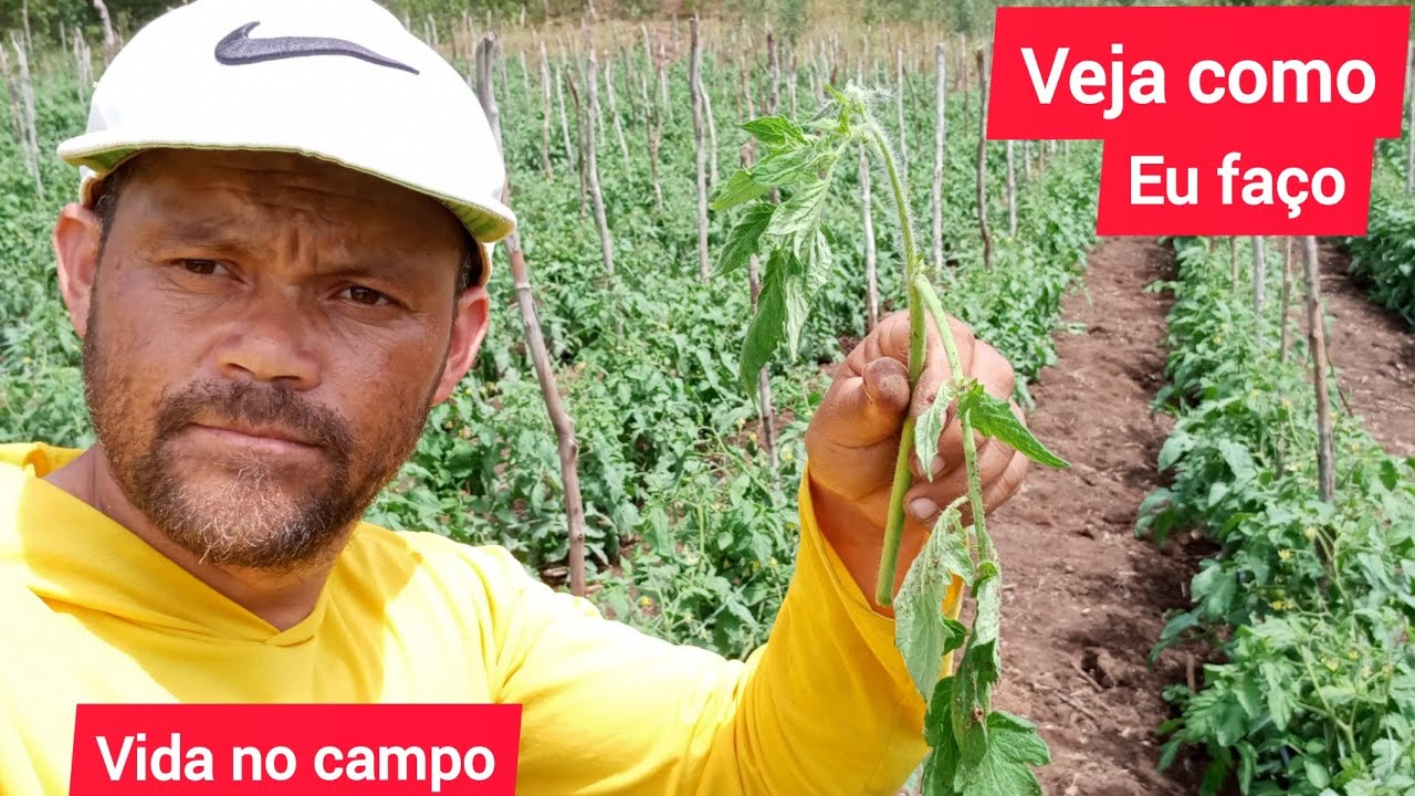 Como fazer desbrota em tomate.