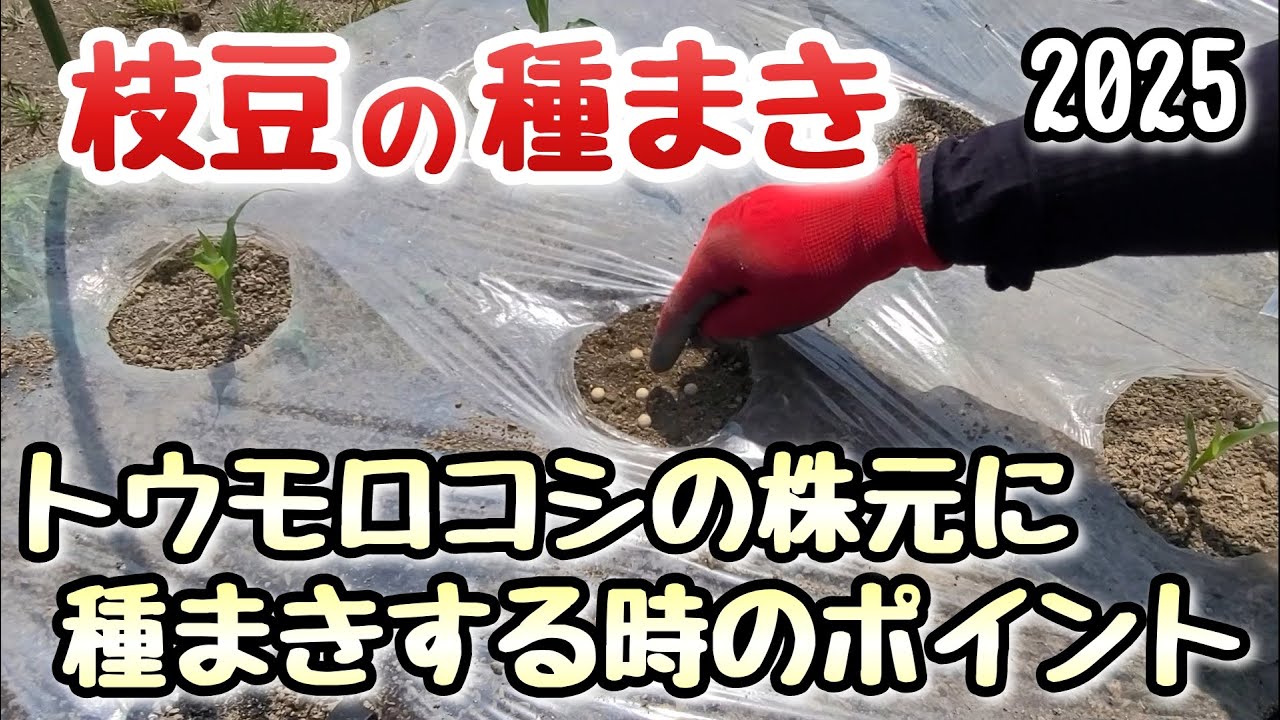 【トウモロコシ&枝豆】トウモロコシの株元に枝豆の種をまく時のポイント
