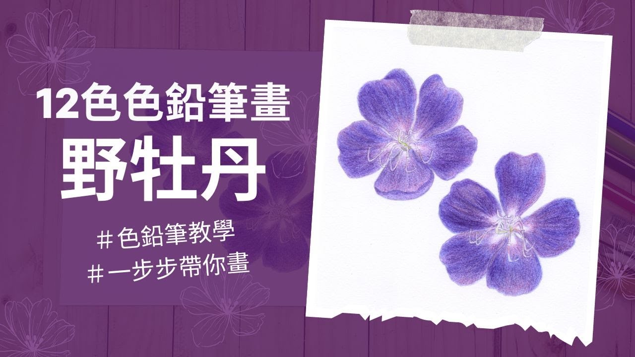 12色色鉛筆畫紫色野牡丹｜一步步帶你畫