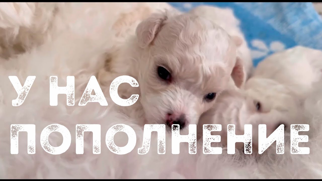 Рождение щенков в питомнике Агнелль Де Неж, первые три недели жизни бишон фризе 2024г, 1 часть.