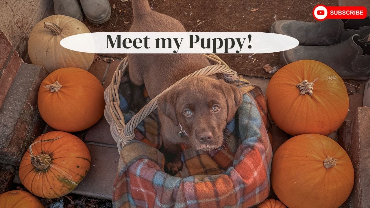 Meet my Chocolate Labrador Puppy!
