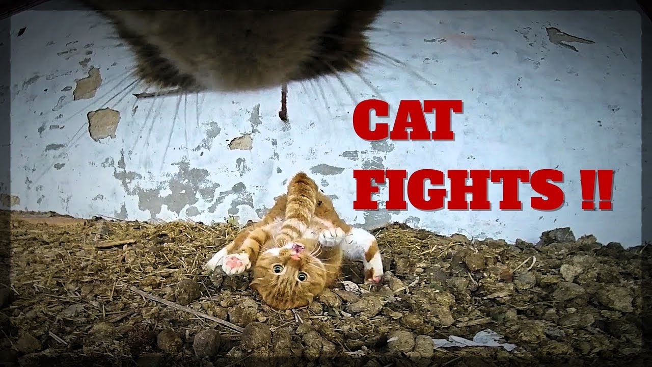 Real Cat FIGHTS with GoPro on cat