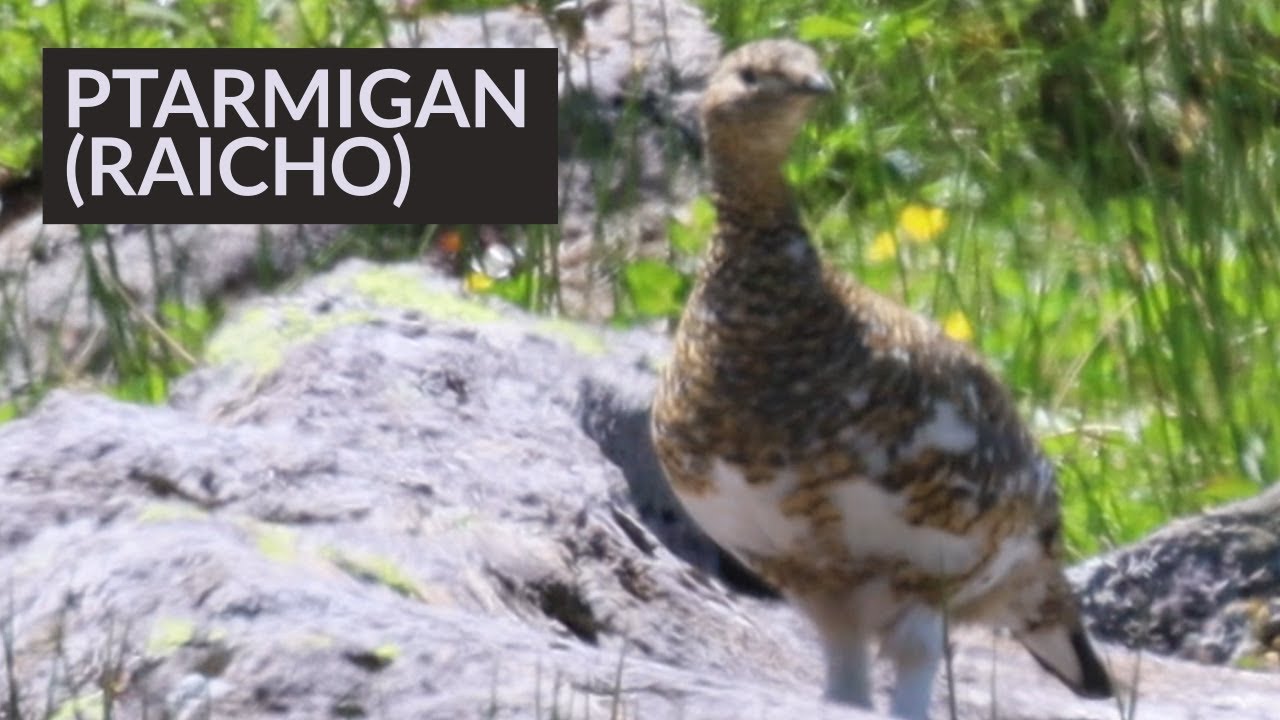 Japan's Legendary Mountain Bird Raicho and Her Cute Babies🐤 乗鞍岳のライチョウと可愛い子供たち
