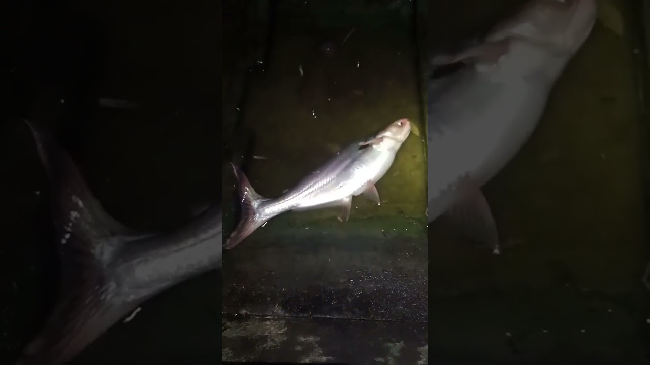 T&igrave;m cảm gi&aacute;c d&iacute;nh hugo #fishingmientay #fishing #shorts