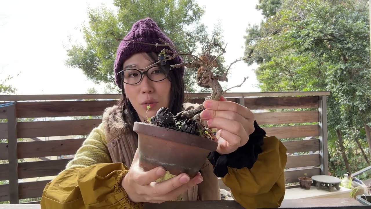 アオツヅラフジ根伏せ／Plant Cocculus trilobus root fragments.