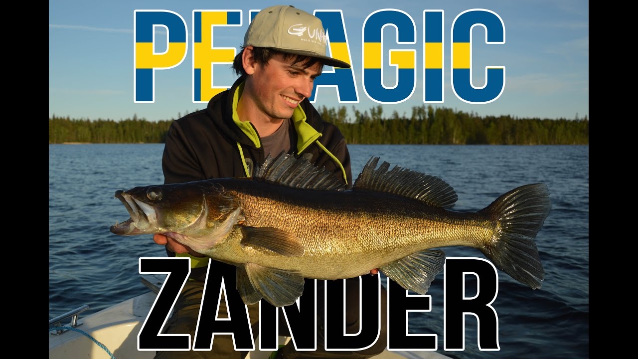 Gunki TV - Pelagic zander fishing in Sweden