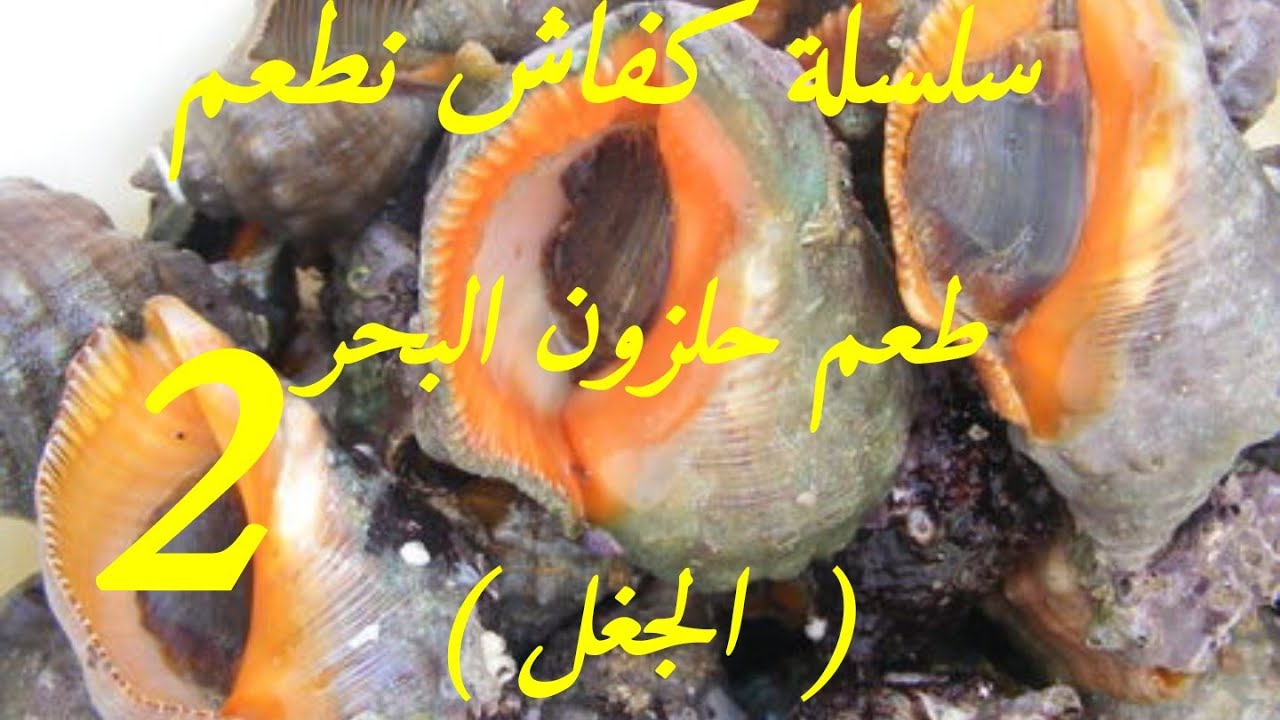 طريقة الرايس شعيبة في التطعيم (بالجغل) حلزون البحر