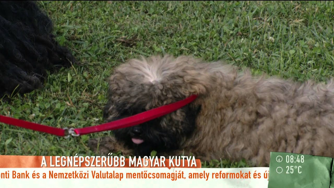 Kiknek ajánlott pulit tartani? - 2015.07.06. - tv2.hu/mokka
