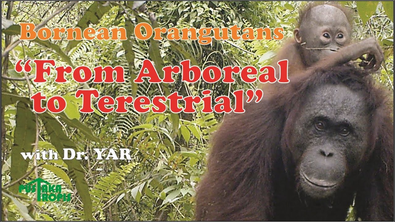 Bornean Orangutan From Arboreal to Terrestrial