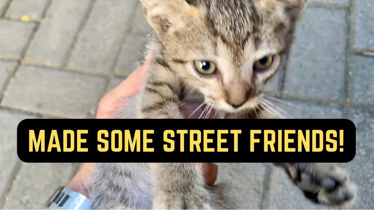Street Pets of Manila: Playing with a Lonely Kitten & Talking to a Jeep Dog 🐱🐶