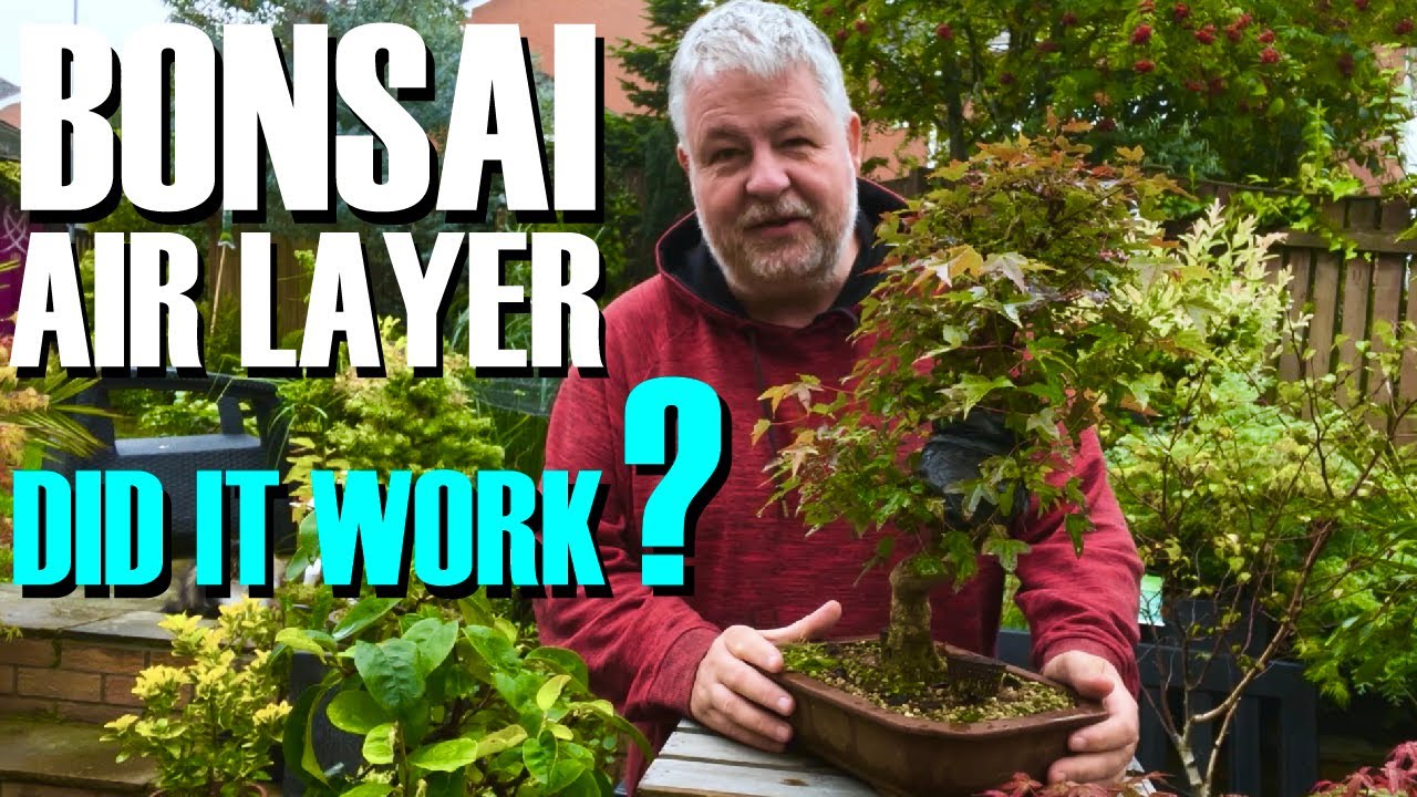 Trident Maple Bonsai Air Layer: Success or Failure?