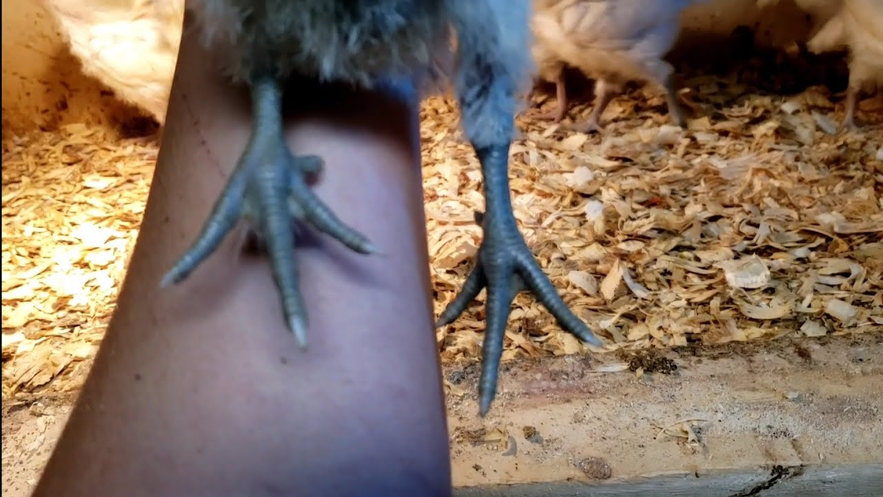 American Bresse - Chick sorting by expressed traits - Leg Color