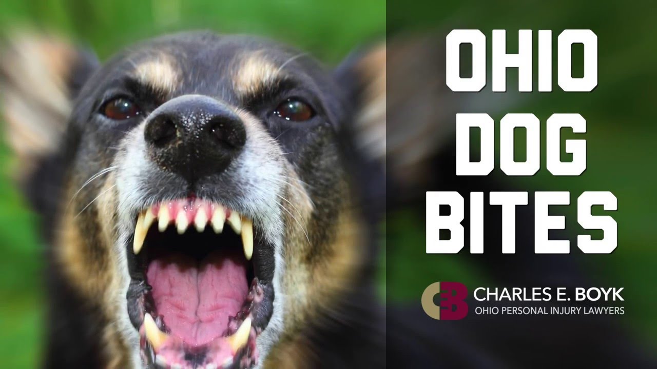 Ohio Dog Bite Attorney - Know Your Legal Rights