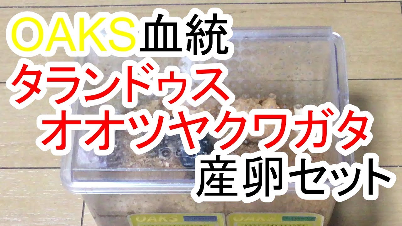 ［産卵セット］ＯＡＫＳタランドゥスオオツヤクワガタ産卵セットを組みました