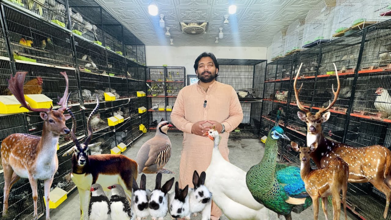 Multan Birds Market Rashadabad Birds Home Shop Latest Update 02 March 2026 |Pakistan Birds Market