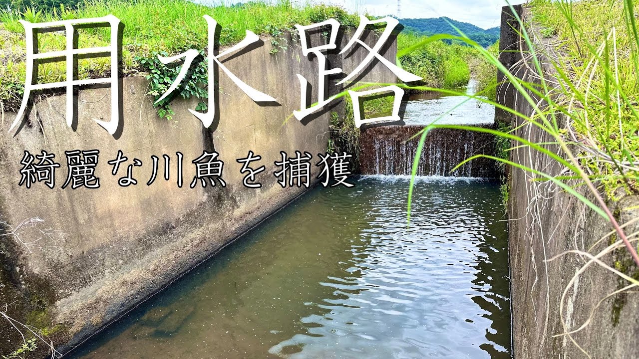 大量の魚が潜む用水路でガサガサしてみた