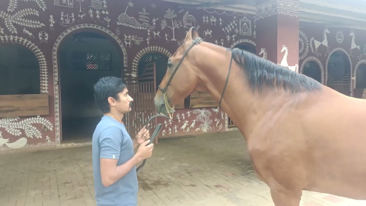lagad brothers stud farm  2 फेमस स्टेलियन कोन से है देखो