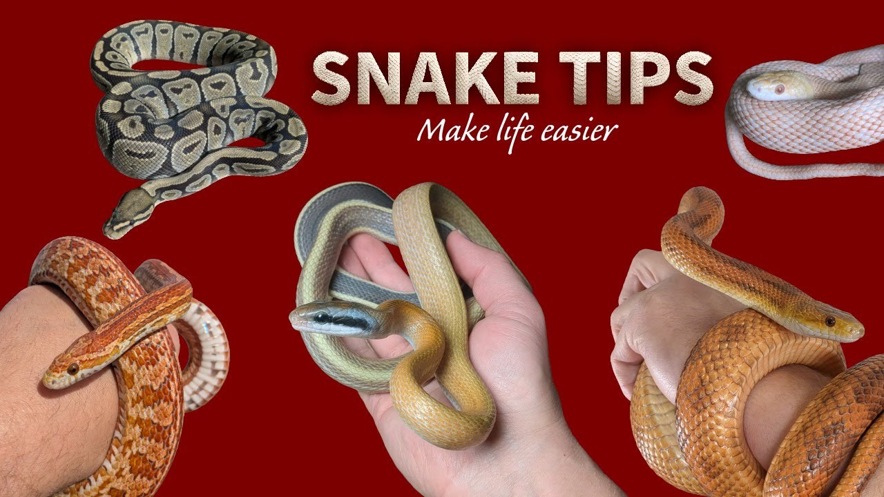 Snake Keeping Tips & Tricks Every Keeper Should Know!