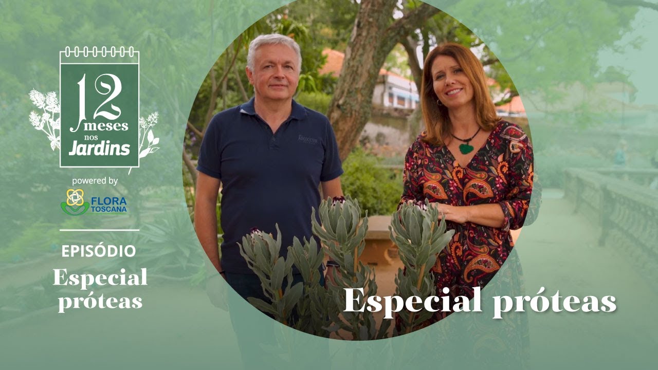 12 Meses Nos Jardins: Especial Próteas