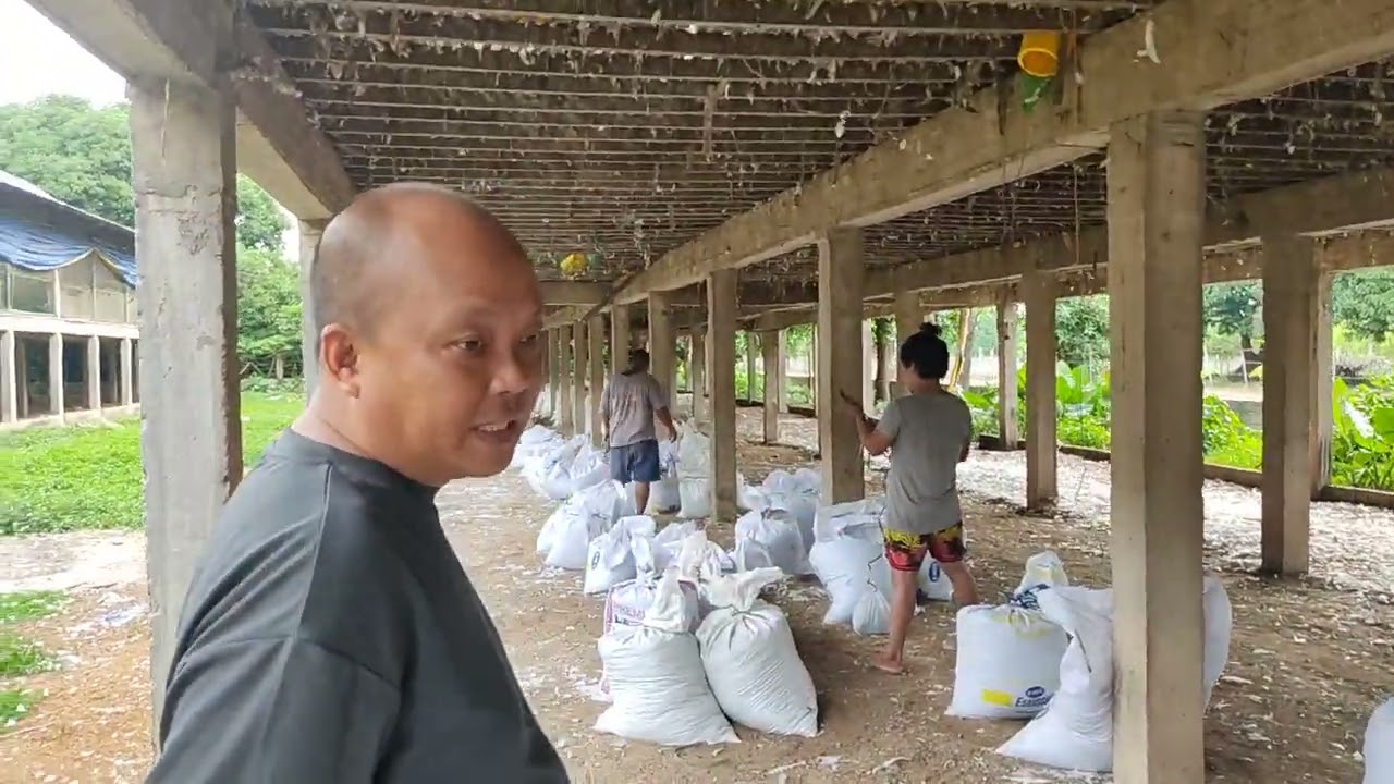 chicken manure management and productive uses plus short story about egg prices drop 2021 midyear