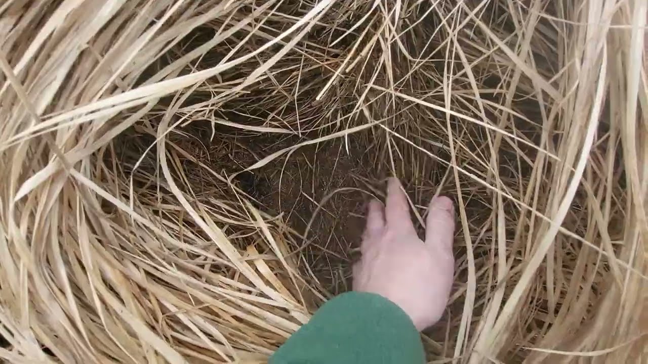Dartmoor Exhibition Vlog 8th March 2026 - Intro to Molinia